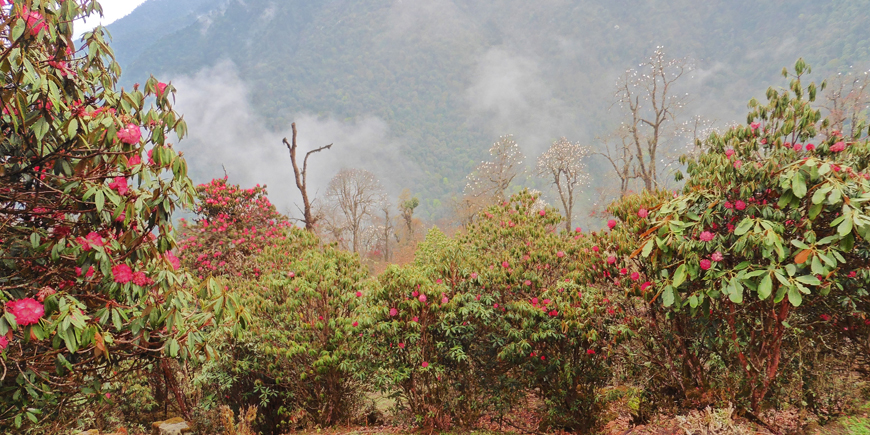 Sikkim - Rhododendron Tour